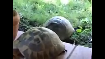 Preview 1 of Serbian Hidden Kam - Tartaruga pegando esposa sem d&oacute_ nem piedade ,  pra bater a vida toda