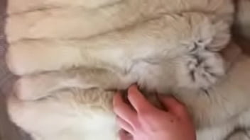 Preview 1 of Parky - Teasing my dick in FUR COAT