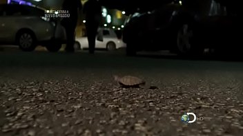 Preview 2 of Idain Hinde - La tortuga Carey - Discovery channel m&eacute_xico