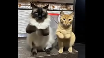 Preview 2 of Sunny Leon Super Sex - Gatitos esponjositos bailando