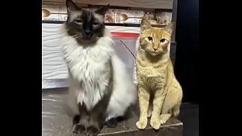 Preview 1 of Sunny Leon Super Sex - Gatitos esponjositos bailando