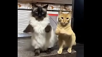 Preview 4 of Sunny Leon Super Sex - Gatitos esponjositos bailando