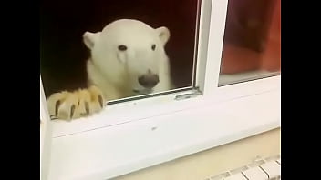 Preview 2 of Derrick Ferrari - Urso polar comendo bolacha na R&uacute_ssia