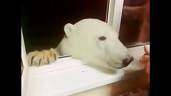 Preview 3 of Derrick Ferrari - Urso polar comendo bolacha na R&uacute_ssia