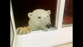Preview 1 of Derrick Ferrari - Urso polar comendo bolacha na R&uacute_ssia