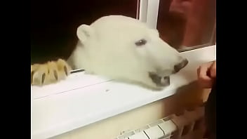 Preview 4 of Derrick Ferrari - Urso polar comendo bolacha na R&uacute_ssia