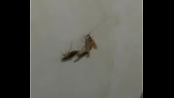 Preview 3 of Pakistani Mujra Xnxx 2019 - BARATAS FODENDO LOUCAMENTE VERICALMENTE