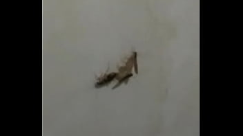 Preview 1 of Pakistani Mujra Xnxx 2019 - BARATAS FODENDO LOUCAMENTE VERICALMENTE
