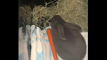 Preview 2 of Lickong Bladder - Welcome our new Flemish rabbit- Frank Sinatra.