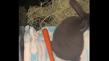 Preview 3 of Lickong Bladder - Welcome our new Flemish rabbit- Frank Sinatra.