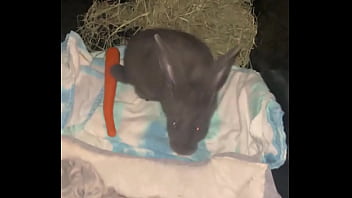 Preview 4 of Lickong Bladder - Welcome our new Flemish rabbit- Frank Sinatra.