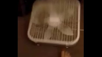 Preview 2 of Xxxxx Video Ne - Midget Fucking Fan Gets Fucking Fucked by a Foot Fucking Fuck