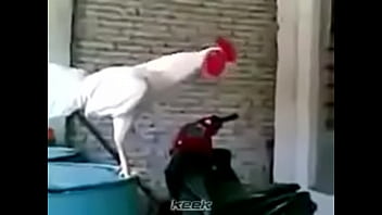 Preview 3 of Very Hard Porn Vedo - VID-20151201-WA0009
