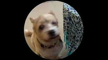 Preview 1 of Michelle Pfiffer Porn Scene - Even tbe senior dog getting on this trend. #pedropedropedro