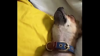 Preview 2 of Garsl Sex - Relaxed in Mommy&rsquo_s lap. #chihuahuastiktok #nocare