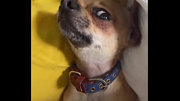 Preview 3 of Garsl Sex - Relaxed in Mommy&rsquo_s lap. #chihuahuastiktok #nocare