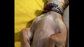 Preview 1 of Garsl Sex - Relaxed in Mommy&rsquo_s lap. #chihuahuastiktok #nocare