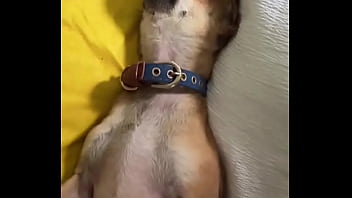 Preview 4 of Garsl Sex - Relaxed in Mommy&rsquo_s lap. #chihuahuastiktok #nocare