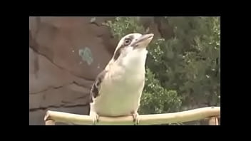 Preview 2 of Sunny His Videos - A surpresa de Alessandra