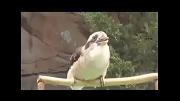 Preview 1 of Sunny His Videos - A surpresa de Alessandra
