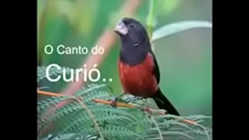 Preview 1 of Bro Sis Fiting - Canto l&iacute_rico com o cu