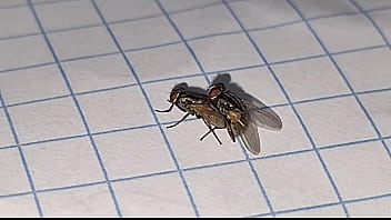 Preview 2 of Rambha Bf - Apareamiento creativo y satisfactorio para perpetuar la especie insectus volarius  de genero masculino y femenino de la rama de las moscus Volaris