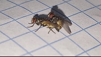 Preview 3 of Rambha Bf - Apareamiento creativo y satisfactorio para perpetuar la especie insectus volarius  de genero masculino y femenino de la rama de las moscus Volaris