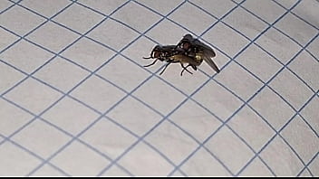 Preview 1 of Rambha Bf - Apareamiento creativo y satisfactorio para perpetuar la especie insectus volarius  de genero masculino y femenino de la rama de las moscus Volaris