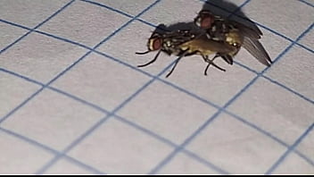 Preview 4 of Rambha Bf - Apareamiento creativo y satisfactorio para perpetuar la especie insectus volarius  de genero masculino y femenino de la rama de las moscus Volaris