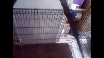 Preview 3 of Otro - presentation cage.AVI