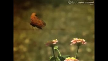 Preview 1 of Xxx Deshi Mubi - CRYSTAL BUTTERFLY