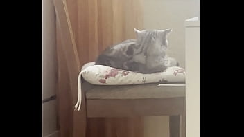 Preview 4 of Shemales Guy Mouth - My kitty