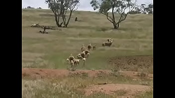 Preview 1 of Jepang Menantuvsmertua - YouTube - Organic Farming - Dealing with worms in livestock organically