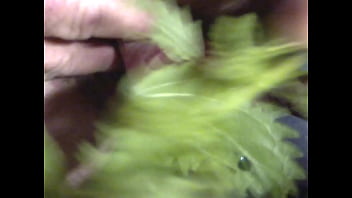 Preview 4 of Rechelle Eyan - Nettle