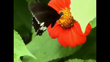 Preview 3 of Stapmothersax - Butterfly