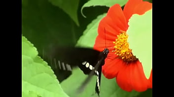 Preview 1 of Stapmothersax - Butterfly