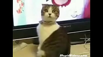 Preview 3 of Kinmy Kush Fuck - dramatic cat (plus orchestral score)