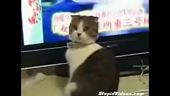 Preview 4 of Kinmy Kush Fuck - dramatic cat (plus orchestral score)