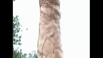 Preview 2 of Accter Movie - La planta misteriosa / The enigmatic plant