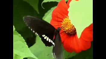 Preview 2 of Hug Blowjob - Butterfly