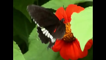 Preview 4 of Hug Blowjob - Butterfly