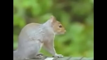 Preview 2 of Will Dogovie - squirrel-obstacle-course