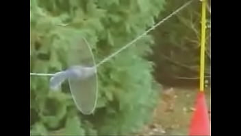 Preview 3 of Will Dogovie - squirrel-obstacle-course