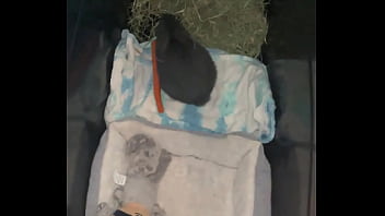 Preview 1 of Ghar Mom Son - Welcome our new Flemish rabbit- Frank Sinatra.