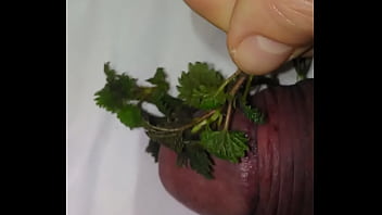Preview 3 of Honiy Climak Cok - First nettles 2021 for my bruised cock