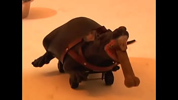 Preview 2 of Bf Caught Gf Fuckinf Old Man - A gorgeous blonde in black leather lingerie ties up a young guy and hangs weights on his penis