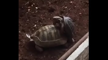 Preview 2 of Girlteeb - Turtle Fuck