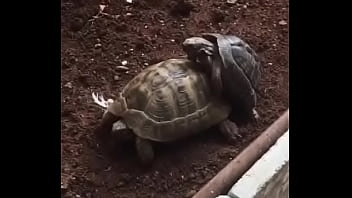 Preview 3 of Girlteeb - Turtle Fuck