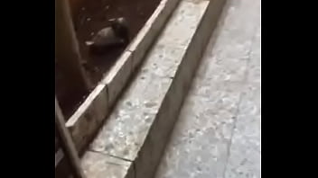 Preview 1 of Girlteeb - Turtle Fuck