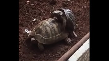 Preview 4 of Girlteeb - Turtle Fuck